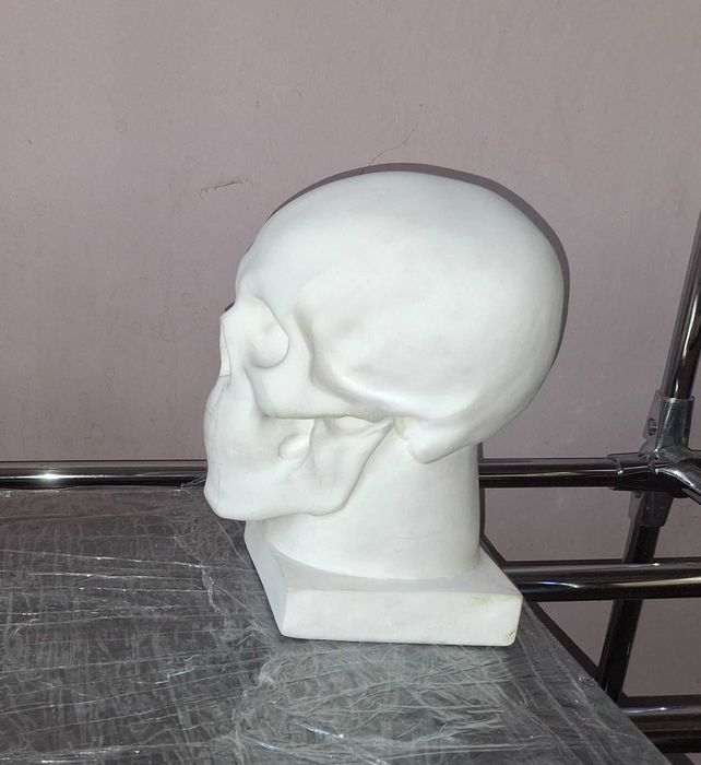 модель гіпсового черепу на підставці