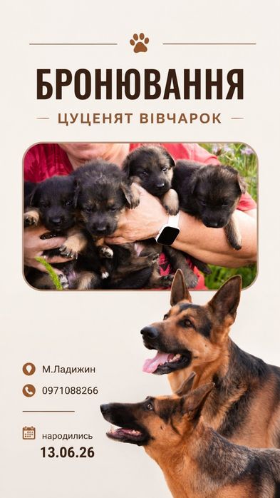 Цуценята німецької вівчарки