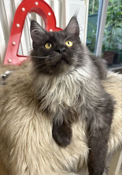 Dymny XXL Albi of Coty Coli