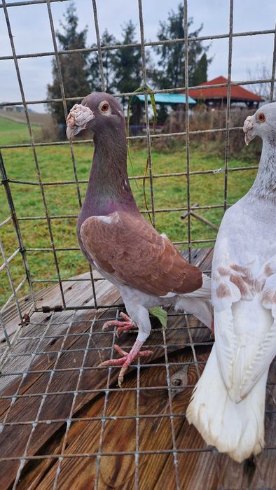 Gołębie staropolskie