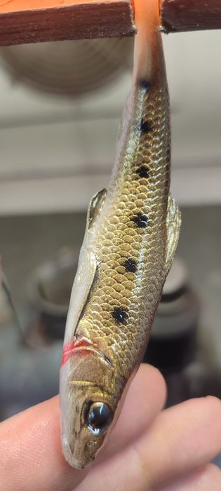 Przynęta gumowa Alpha Real Fish kiełb 12cm Gold