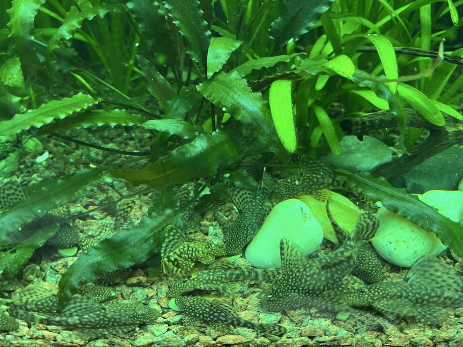 Анциструси 5-8см продам або обміняю