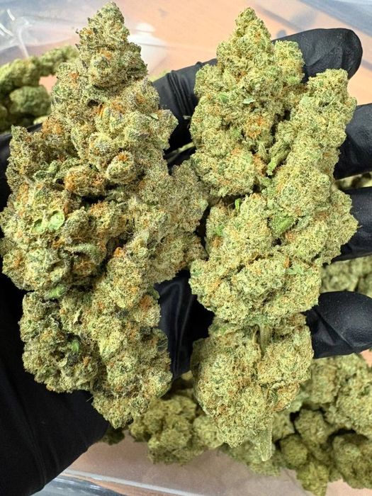1kg susz CBD CannaBubble/THC< 0.3%