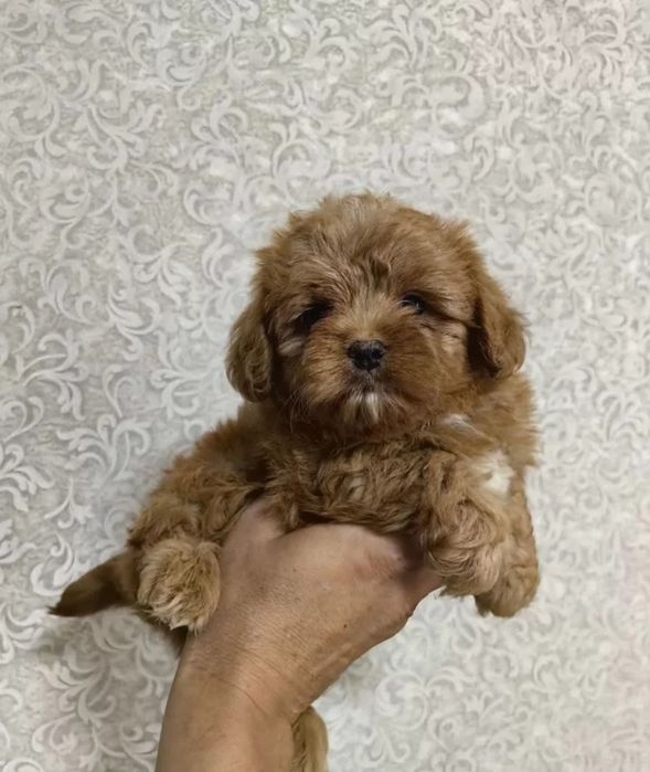 Доставка мальтипу есть в наличии девочки и мальчика