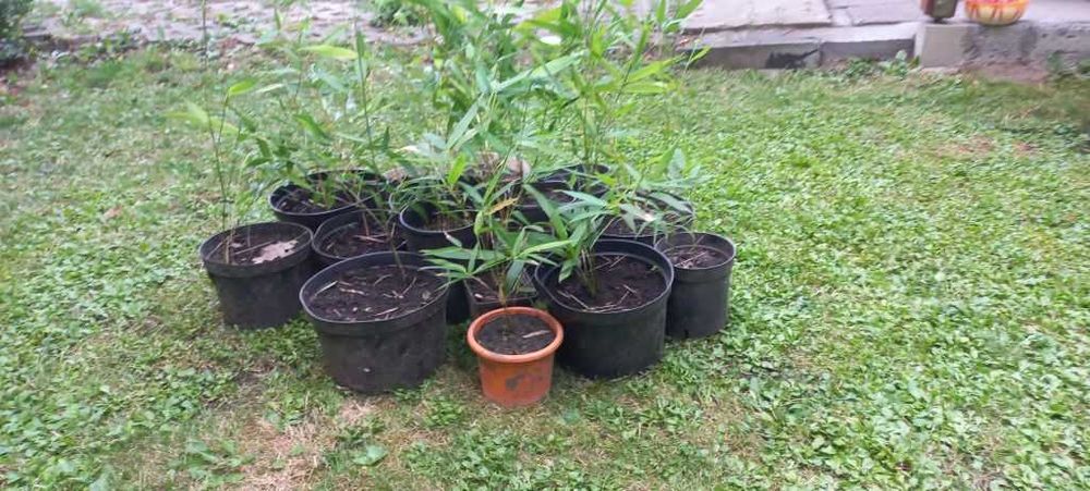 Bambus drzewiasty mrozoodporny -24 stopni - sadzonki Nowy Scz  OLX.pl