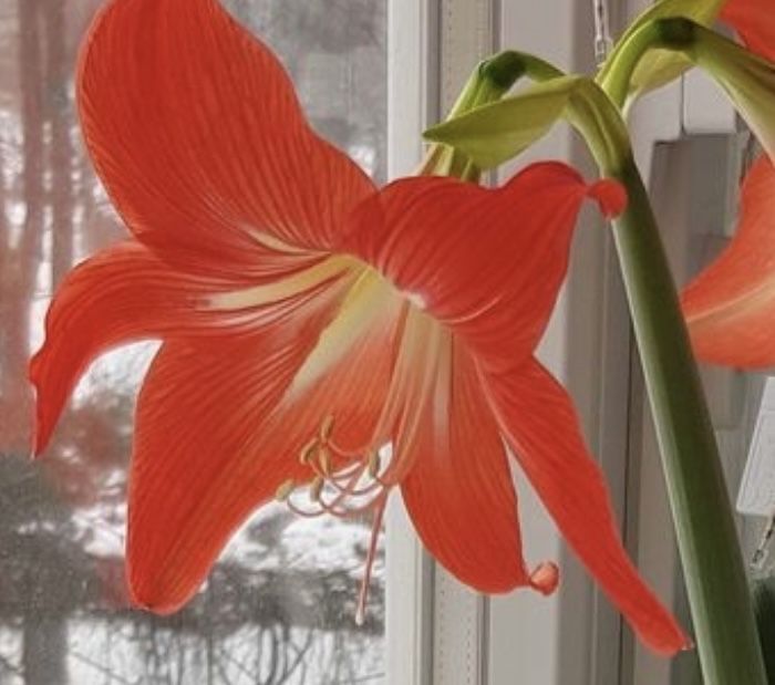 Аморалис, Гипераструм взрослые луковицы и детки