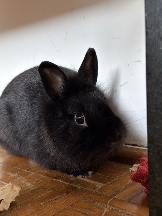 Kroliczek do adopcji