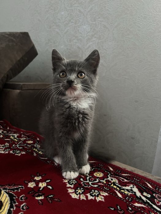 Кошеня в добрі руки (котик)