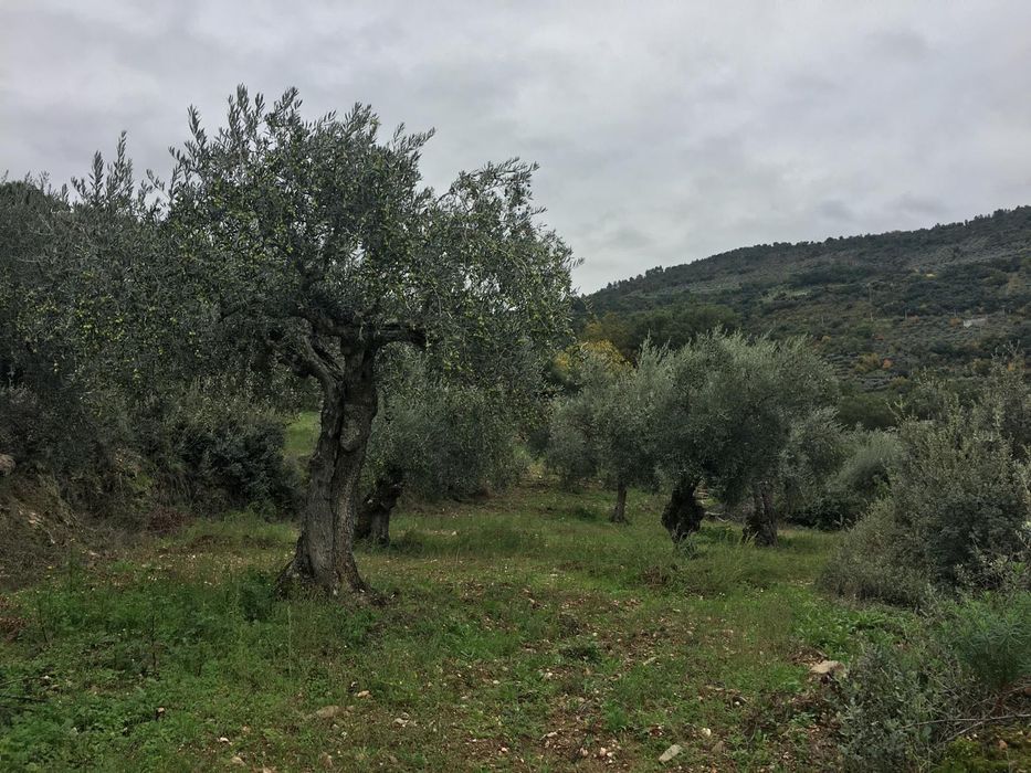 Vendo Batatas e Azeite Biológico