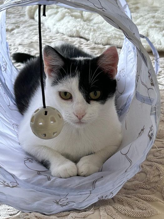 Bożenka - Kochana kotka, która bardzo potrzebuje domu!