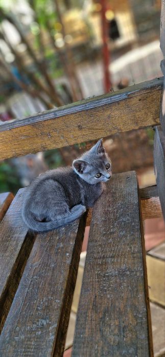 Кошенята безкоштовно