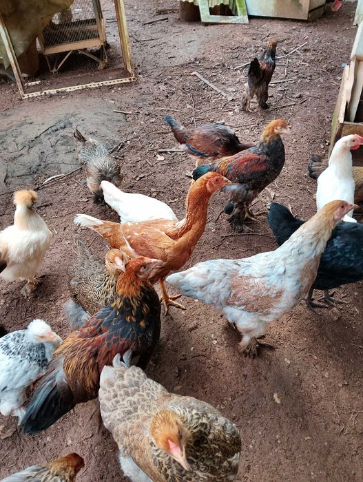 Dispenso trios a iniciar postura em breve: Malines, B. Perdiz, Jersey.