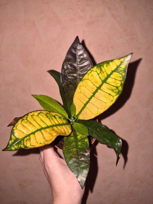 Кротон Місіс Айстон Codiaeum Mrs Iceton