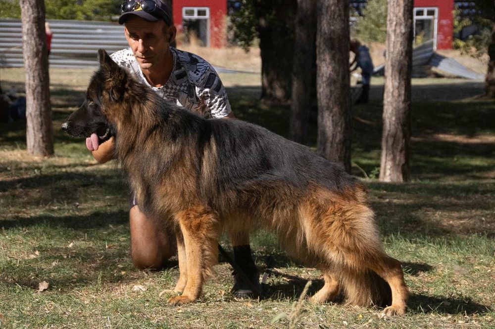 Немецкая овчарка длинник