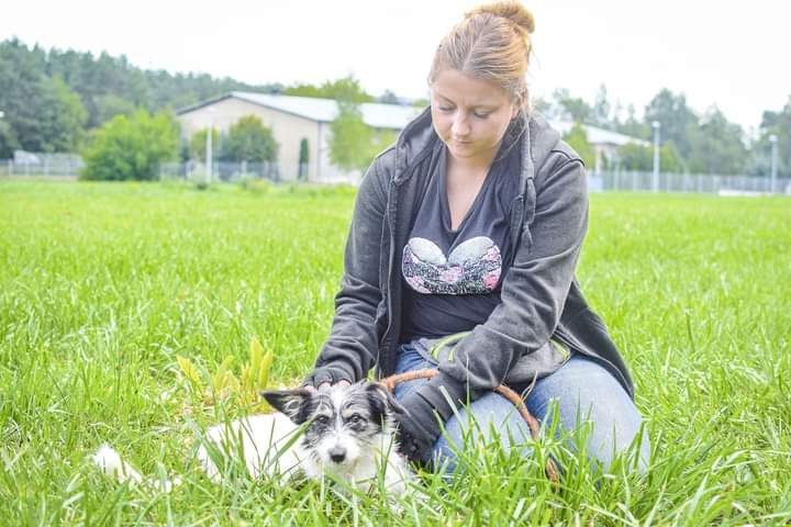 Młody pies który nie odnajduje się w schronisku szuka domu