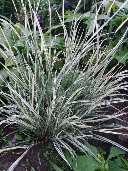 Райграс бульбоносний декоративні злаки міскантус