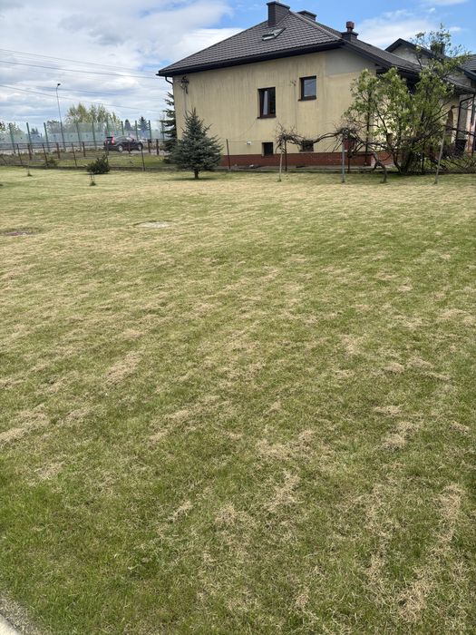 Regeneracja trawników