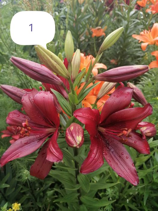 Лілії (декількв сортів)