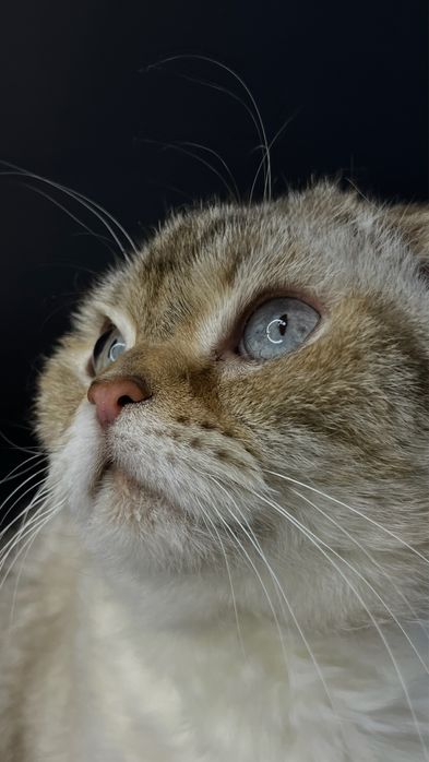 Шотланска вислоуха киця Буся шукає дім