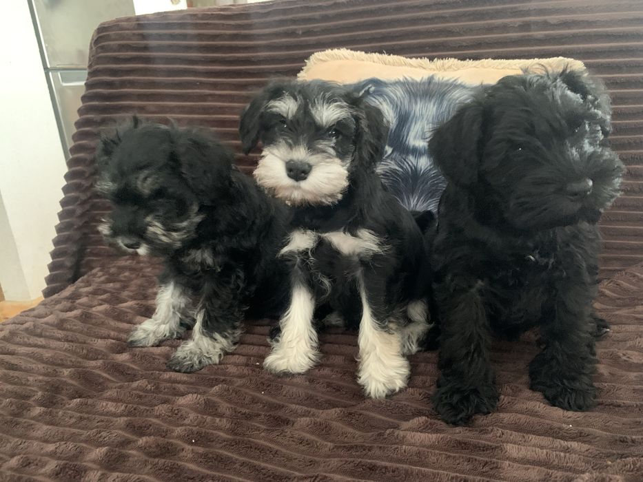 Цвергшнауцер.