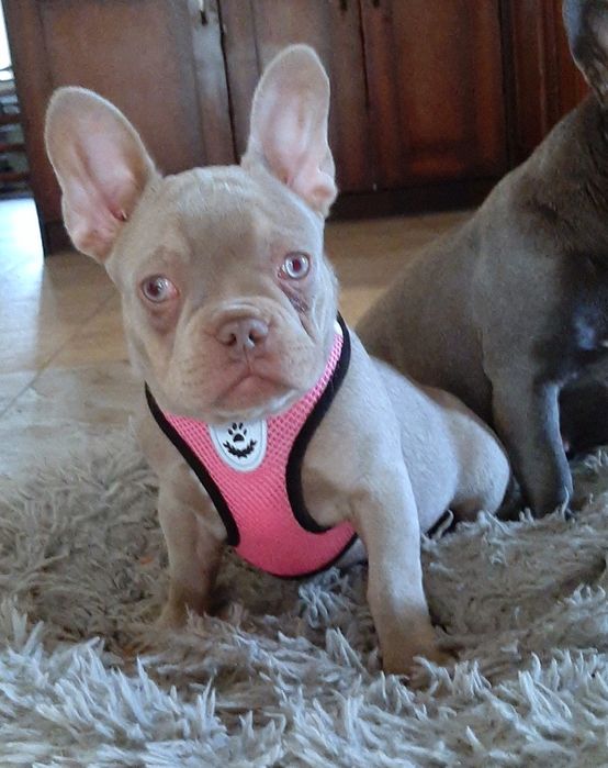 Buldog francuski suczka isabella