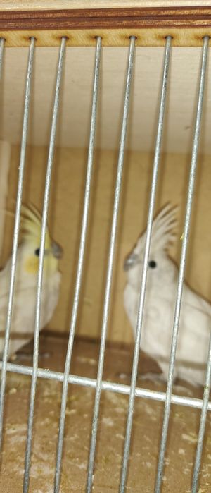 Papugi nimfy srebrne dwufakturowe