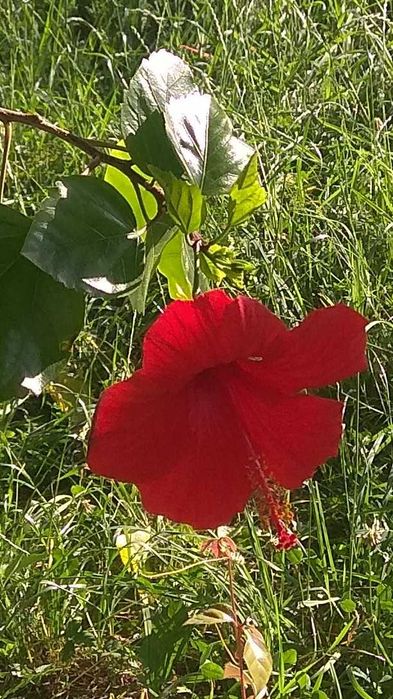 Китайська роза гібіскус