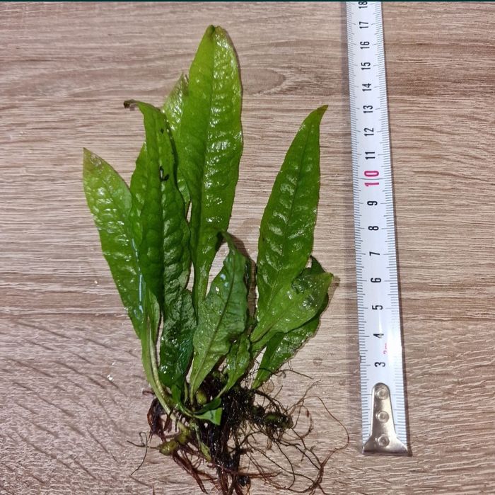 Wysyłam! Microsorium Oskrzydlone Sadzonka 1 sztuka