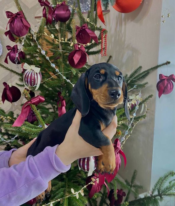 Чистокровна такса