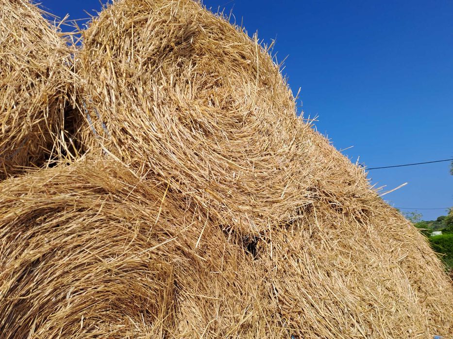 Feno deste ano à venda