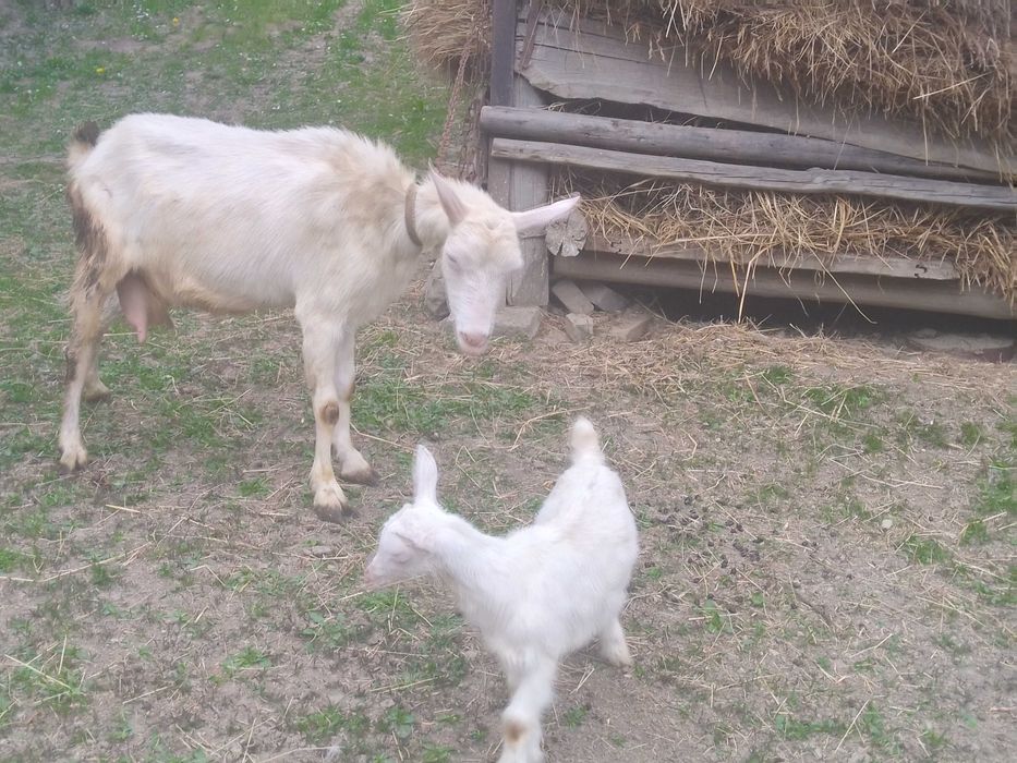 Дійна коза з хлопчиком