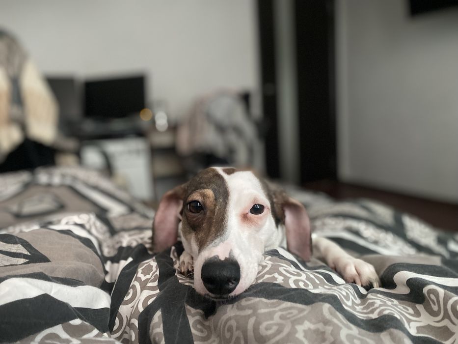 Віддам собаку у добрі руки