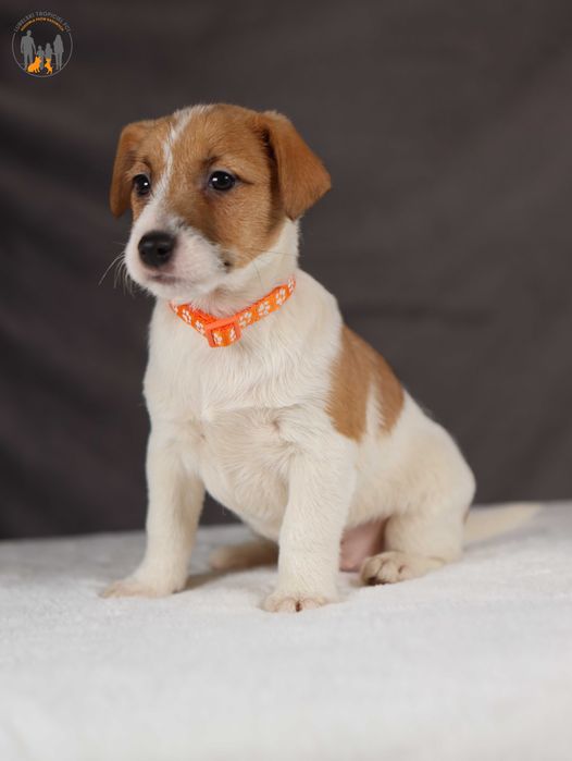 Jack Russell Terrier ZKwP FCI piękny piesek