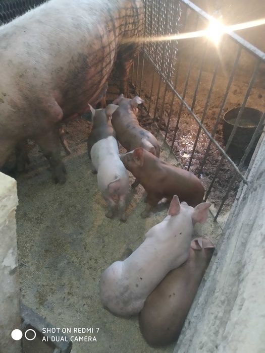 Продам поросят..