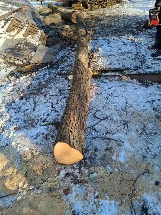 Kłoda gruszy, drewno, gruszka