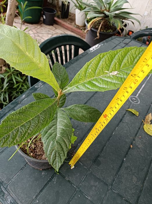 Nespereiras * Árvores jovens * 40 cm de altura