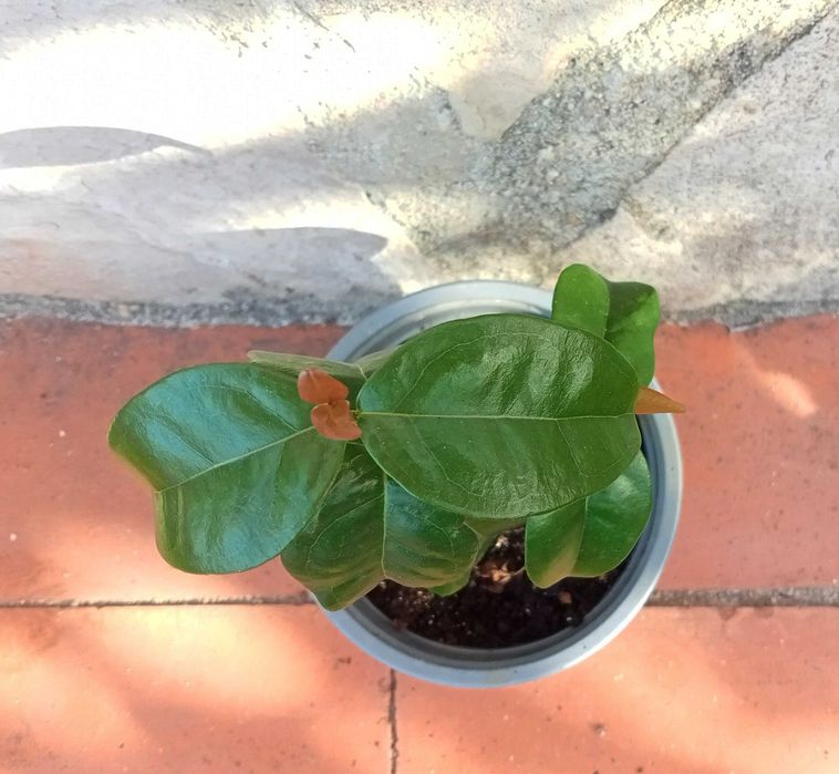 Pitangueira - Eugenia uniflora