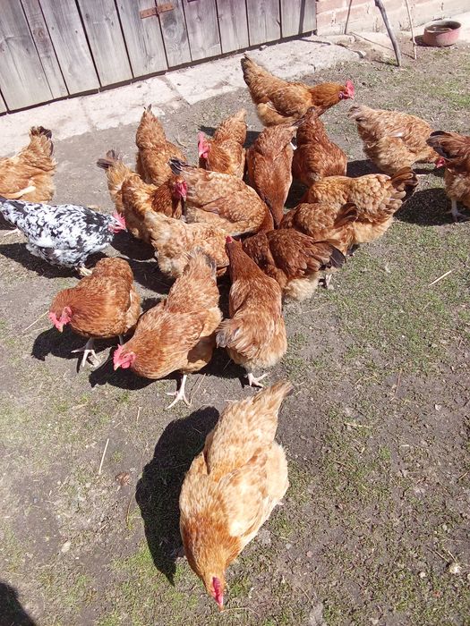 jaja od szczęśliwych kur