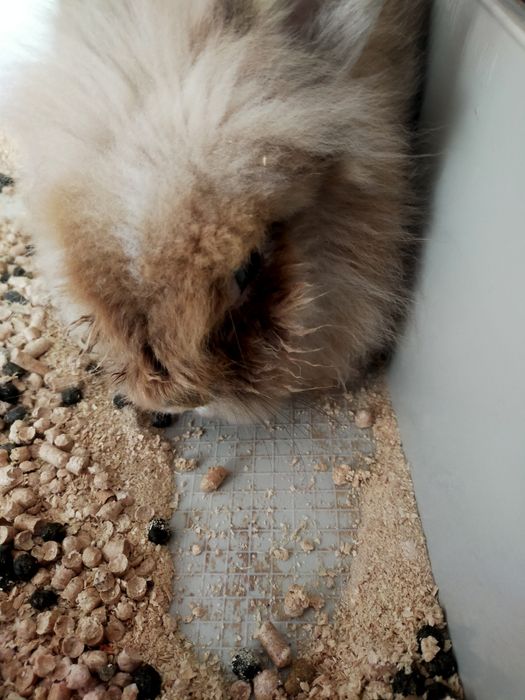 Кролик львиноголовый