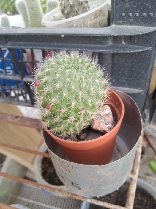 кактус rebutia violaciflora