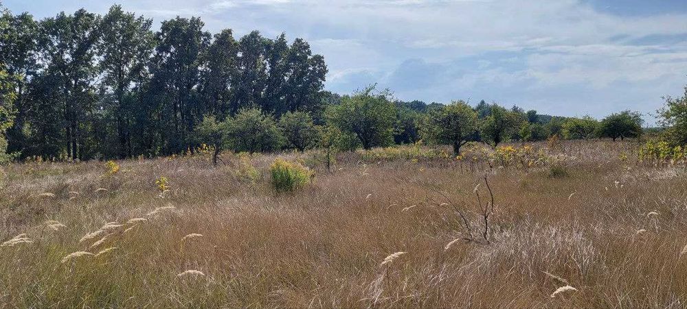 12 сот під садівництво Великі Дмитровичі