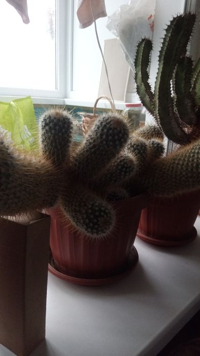 Продам вазони, фікуси, кактуси.