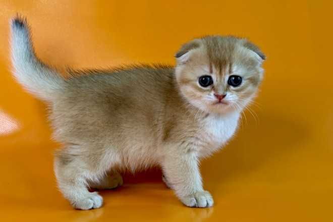 Кошенята, "шиншили", "чеширські коти" та інші