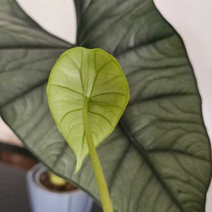 Alocasia Platinum Baby Plant
