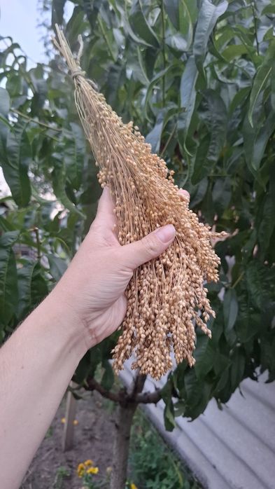 Чуміза і просо в колосках 2025 урожай