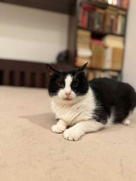 надзвичайно ніжний котик, кіт евакуйований з зони бойових дій