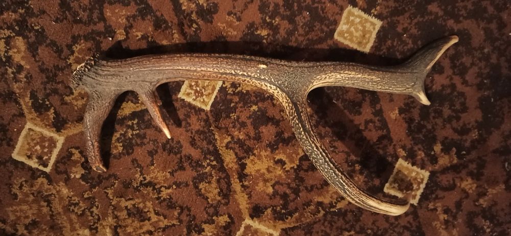 Poroże jelenią myłkus