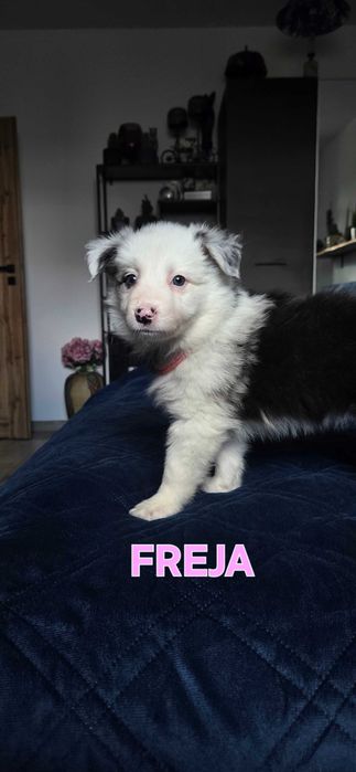 Szczeniak Border Collie