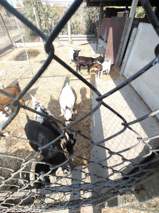 Vende-se Rebanho de Cabras e Bodes