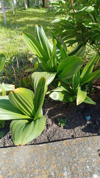 Пізньоцвіт колхікум безвременник